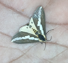 Lepidoptera