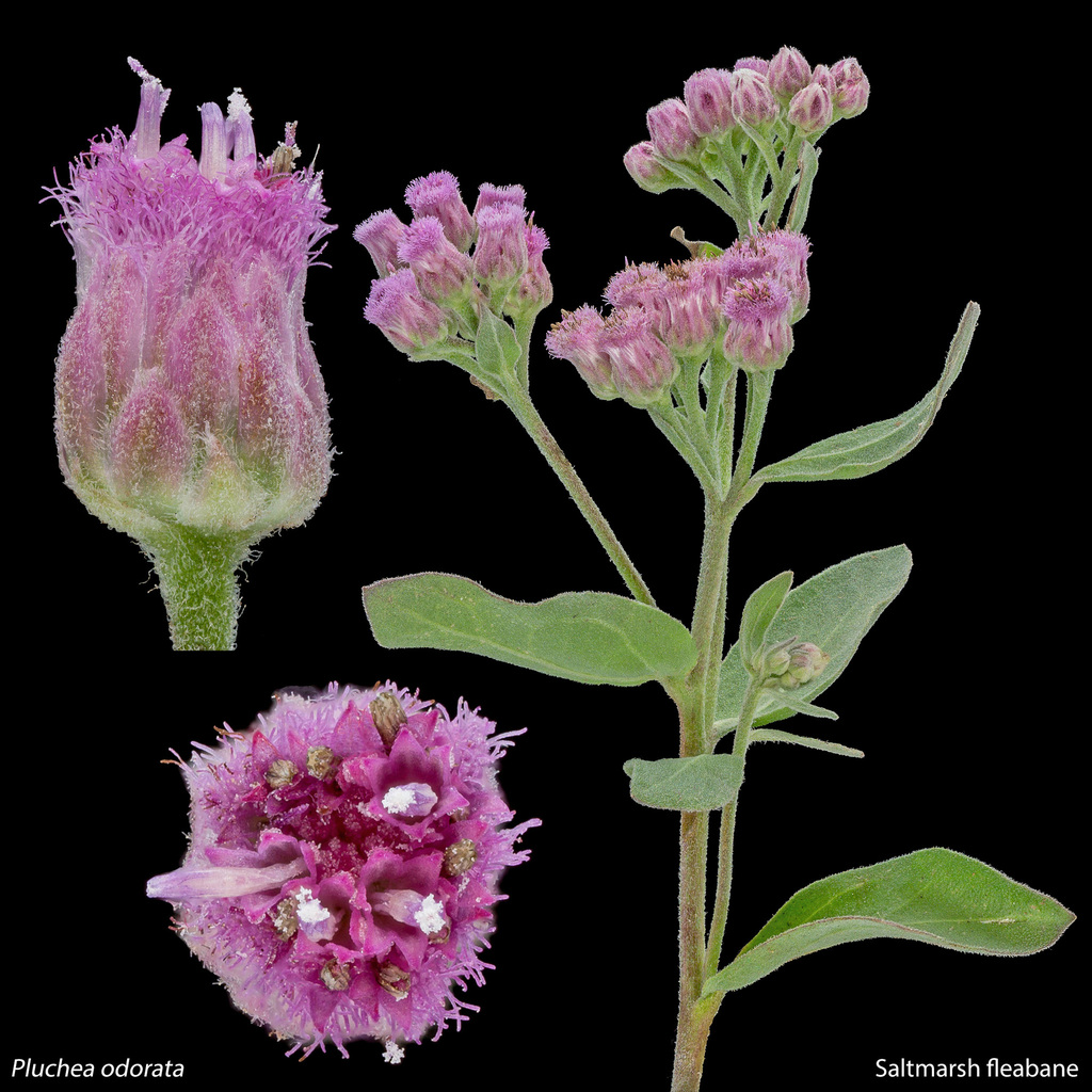 marsh fleabanes