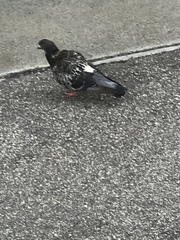 Columba livia domestica
