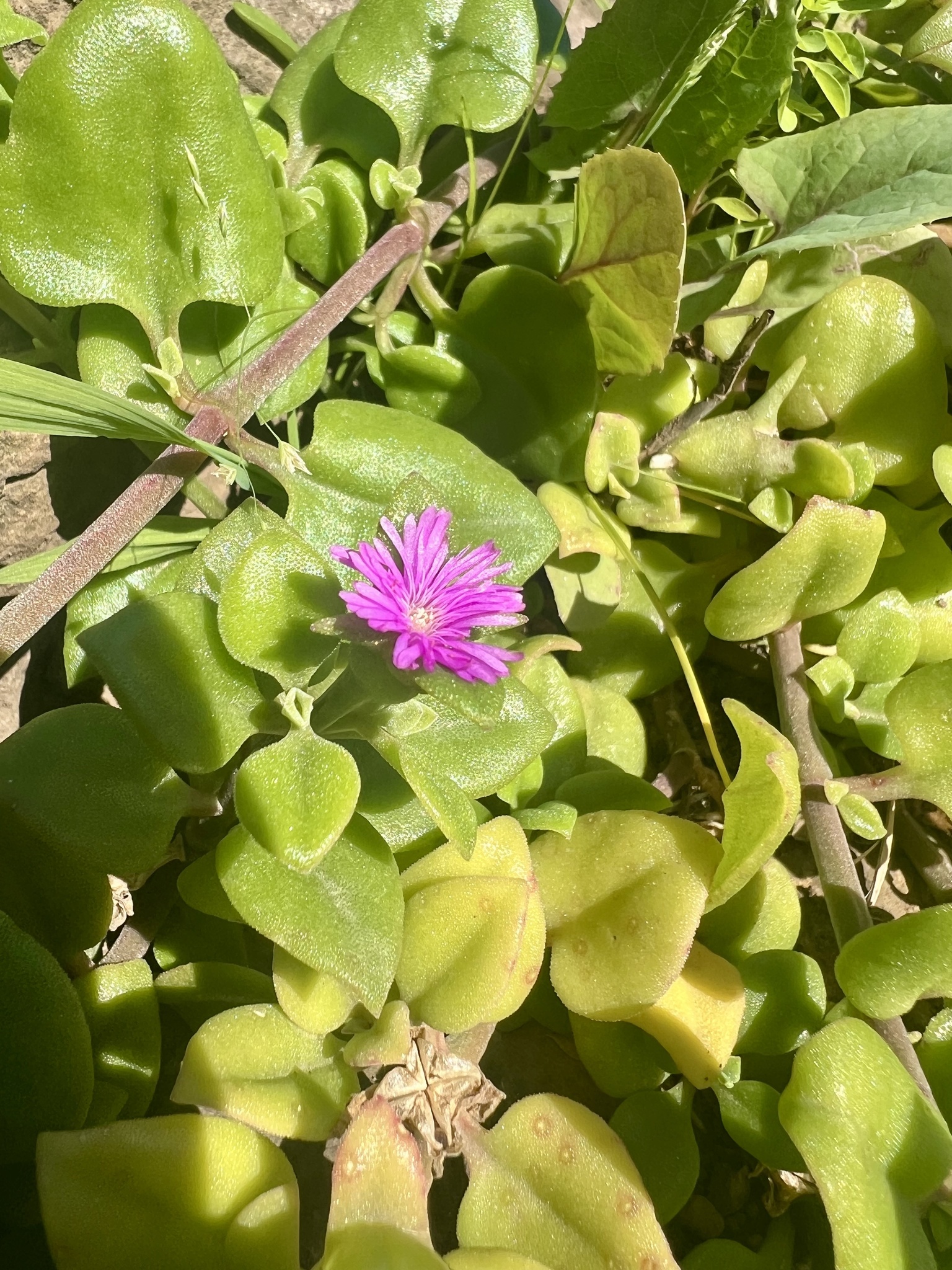 Imagem de Aptenia ou Rosinha-de-sol