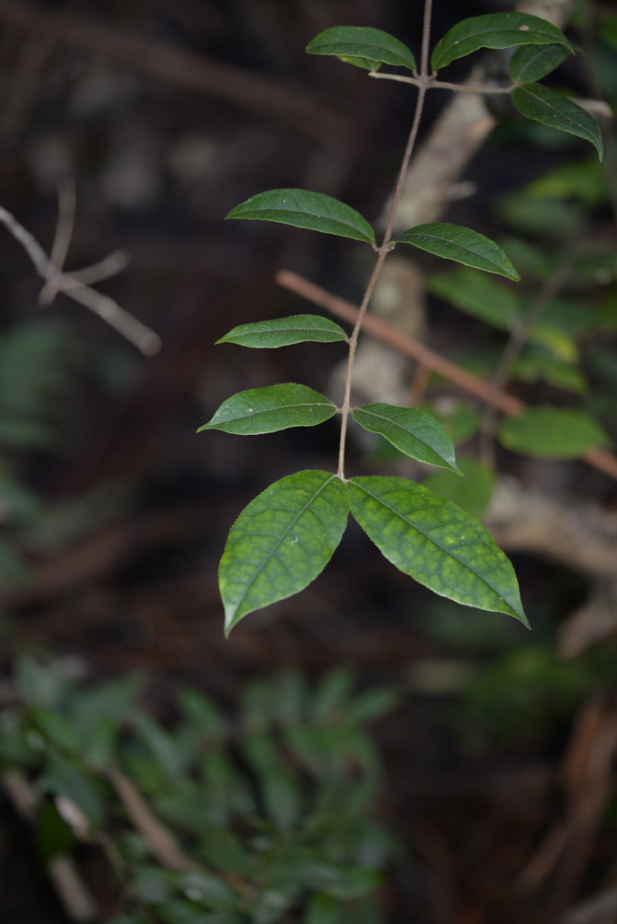 Palmeria