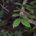 Palmeria scandens - Photo (c) Nick Lambert, algunos derechos reservados (CC BY-NC-SA)