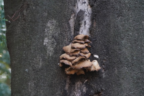 Desarmillaria tabescens