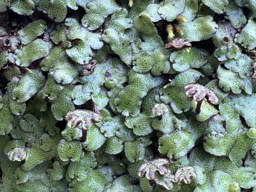 Marchantia crenata