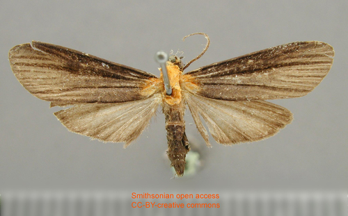 Ardonea judaphila
