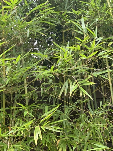 Bambu