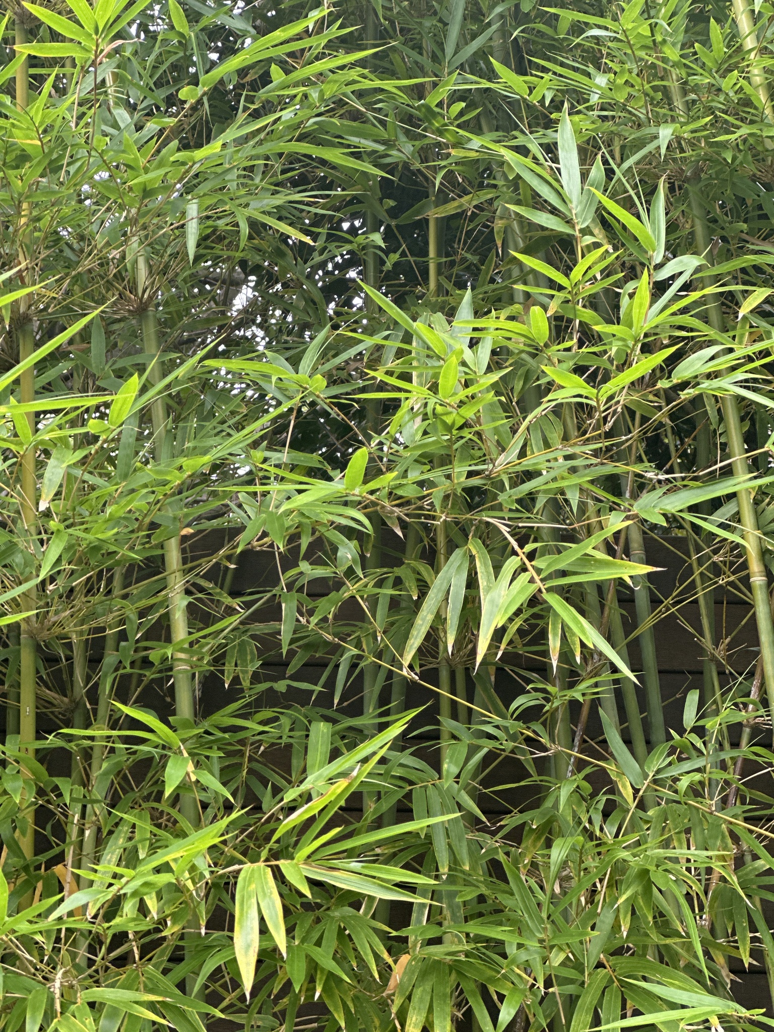 Imagem de Bambu