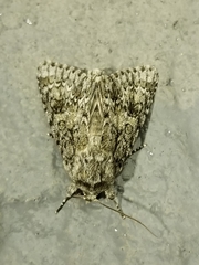 Acronicta impleta