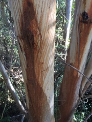 Eucalyptus elata