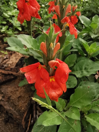 Sabi Crossandra