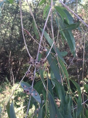 Eucalyptus elata