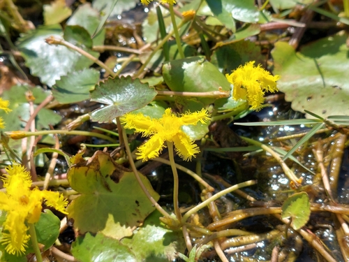 Wavy Marshwort (Nymphoides crenata)