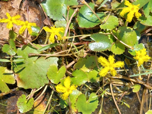 Image of Nymphoides crenata by (c) Ruth Palsson, some rights reserved (CC BY-SA)