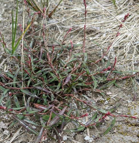 Persicaria foliosa iNat (2)