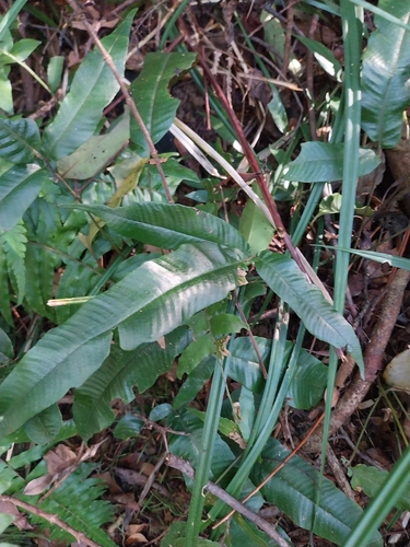Thelypteris triphylla iNat (3)