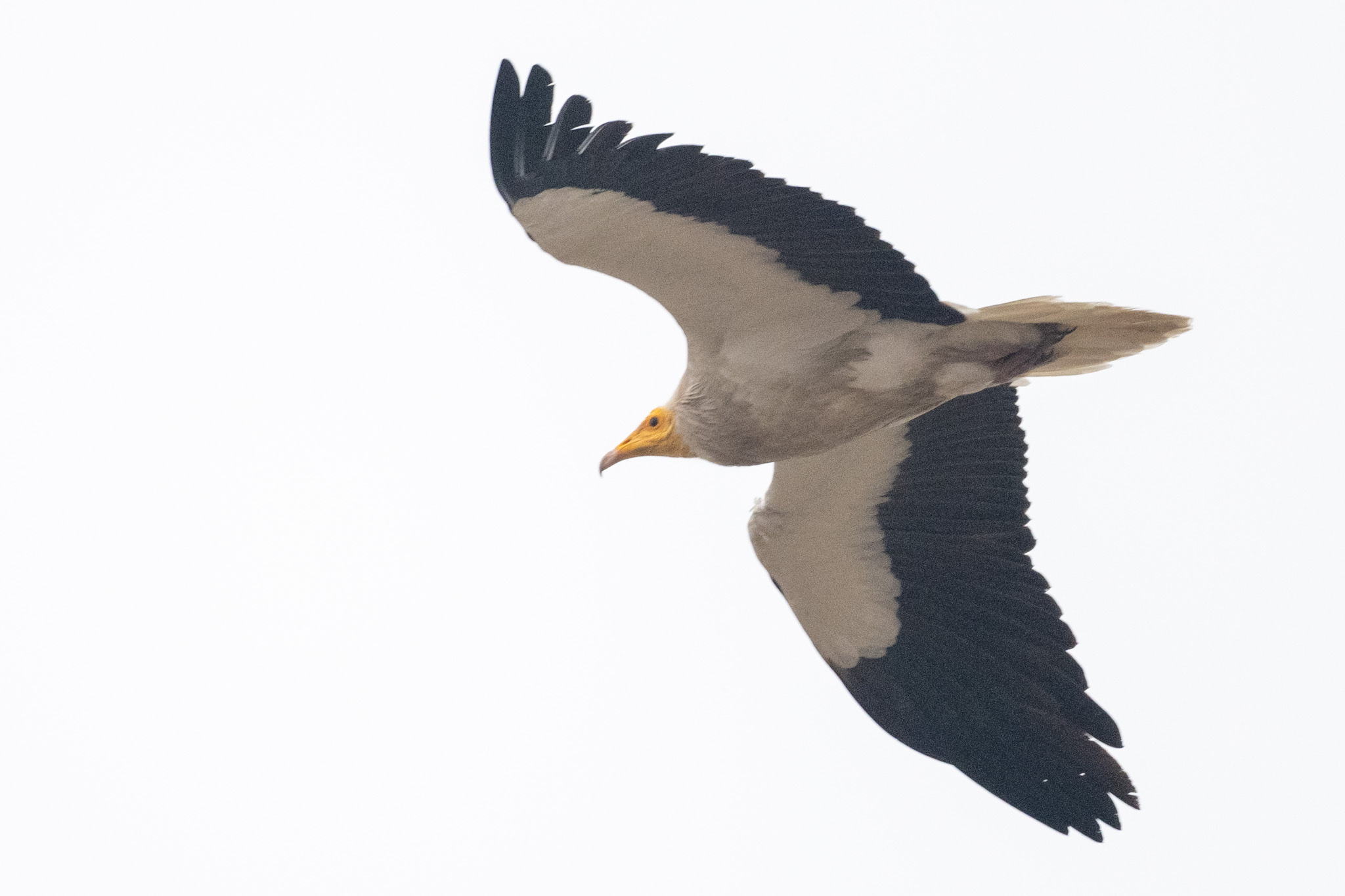 Egyptian Vulture illustration