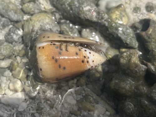 Conus pulicarius observed 2024-03-10