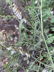 Vicia pulchella