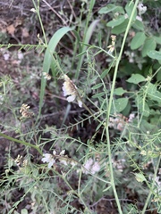 Vicia pulchella