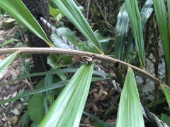 Traulia ornata okinawaensis