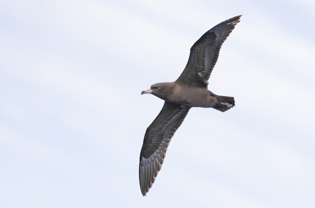Flesh-footed Shearwater (Ardenna carneipes)