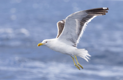 Kelp Gull photo 2