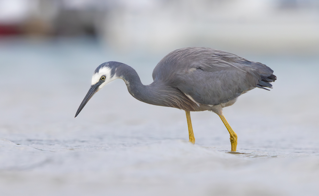 White-faced Heron photo