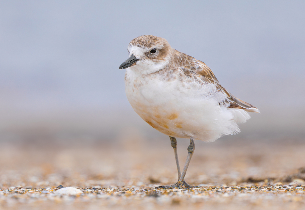 Red-breasted Dotterel photo