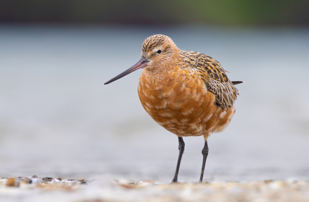 Bar-tailed Godwit photo