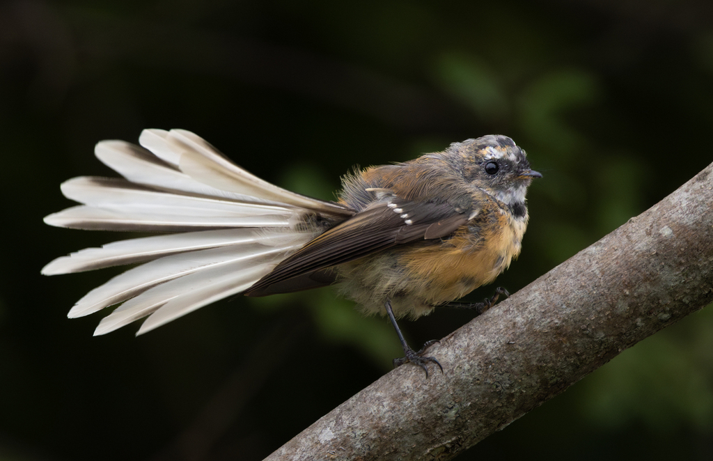 New Zealand Fantail (Rhipidura fuliginosa) photo