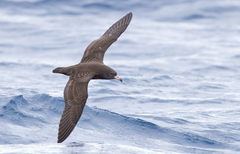 Flesh-Footed Shearwater photo 2