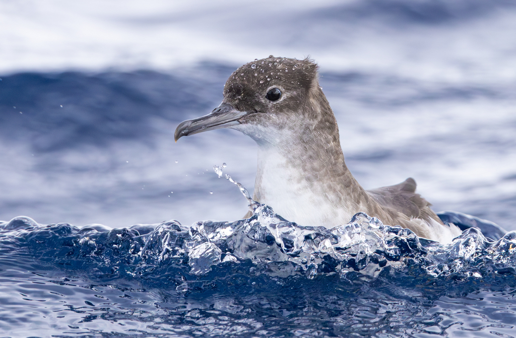 Fluttering Shearwater photo