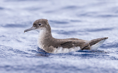 Fluttering Shearwater photo 2