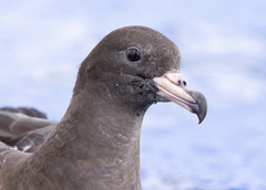 Flesh-Footed Shearwater photo 4