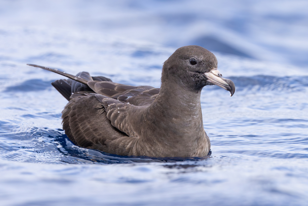 Southern Shearwaters