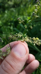 Thalictrum minus