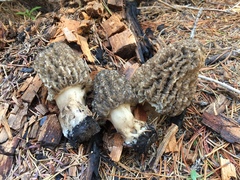Morchella tomentosa