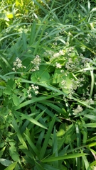 Thalictrum minus