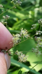 Thalictrum minus