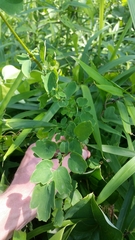 Thalictrum minus