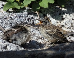 Mimus parvulus bauri