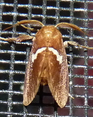 Monoleuca semifascia