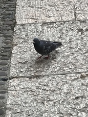 Columba livia domestica