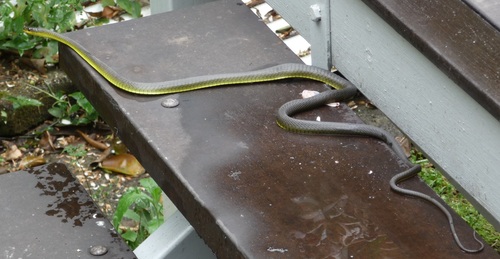 Common Tree Snake sighting
