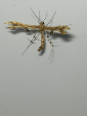 Geina periscelidactylus