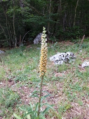 Digitalis ferruginea