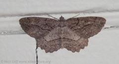 Neoalcis californiaria