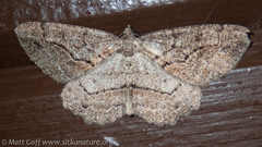 Neoalcis californiaria