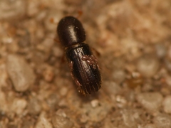 Xyleborinus saxesenii