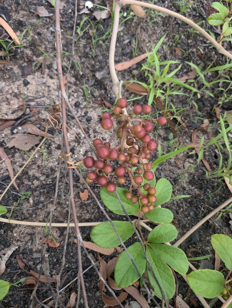 Tetrastigma scariosum (Tetrastigma scariosum)